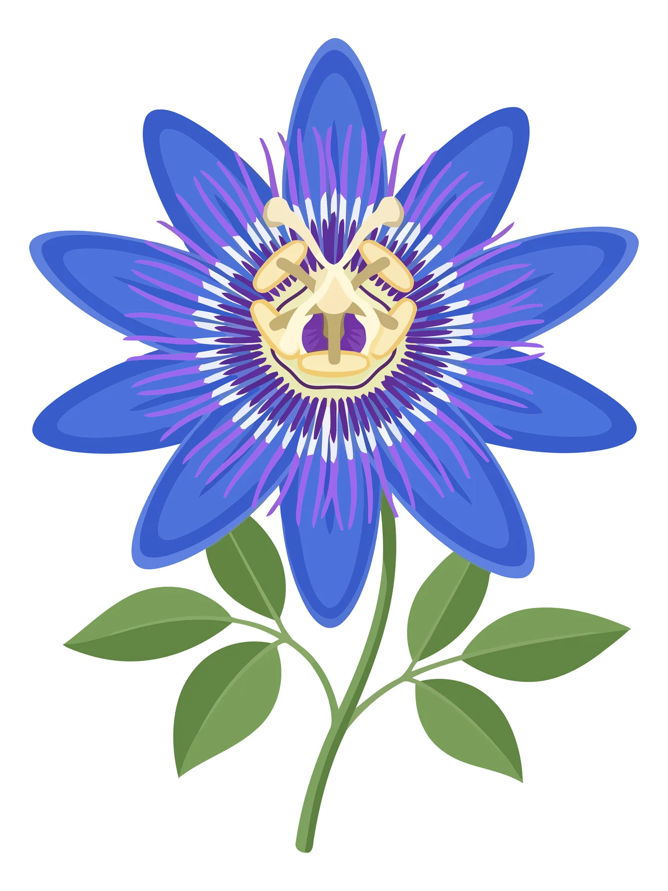 Illustration of a vibrant passion flower with green leaves