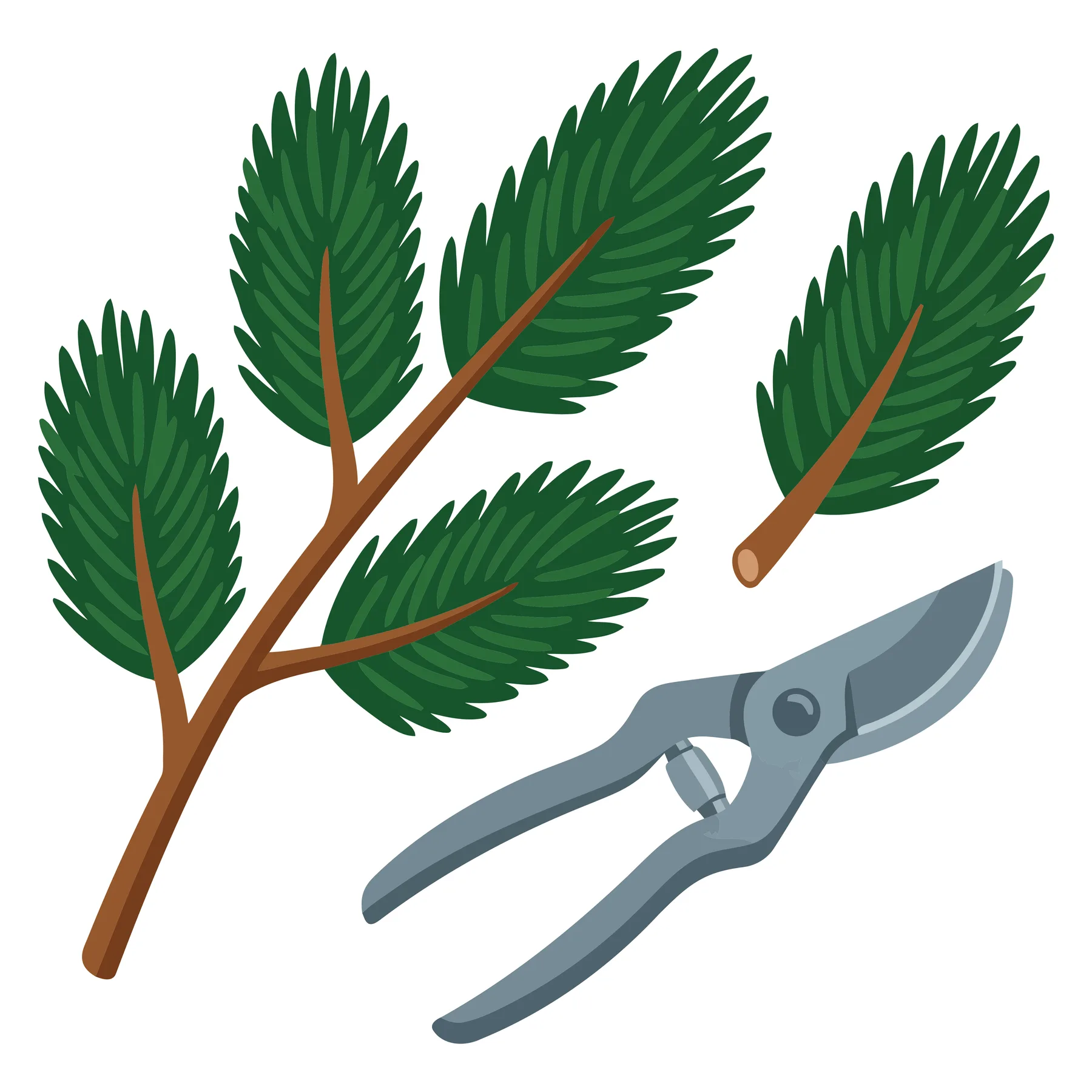 pine branch with green needles and pruning shears isolated on white background