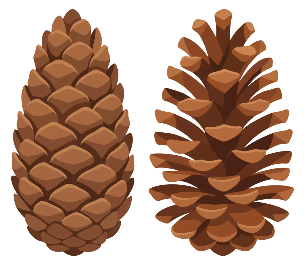pine cones set isolated on white background