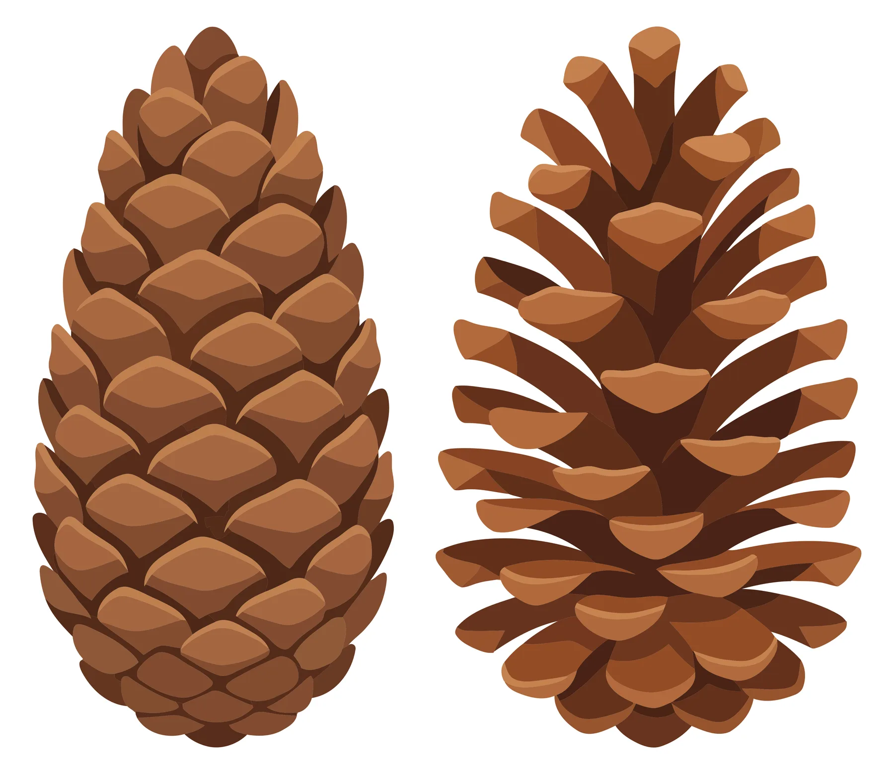 pine cones set isolated on white background
