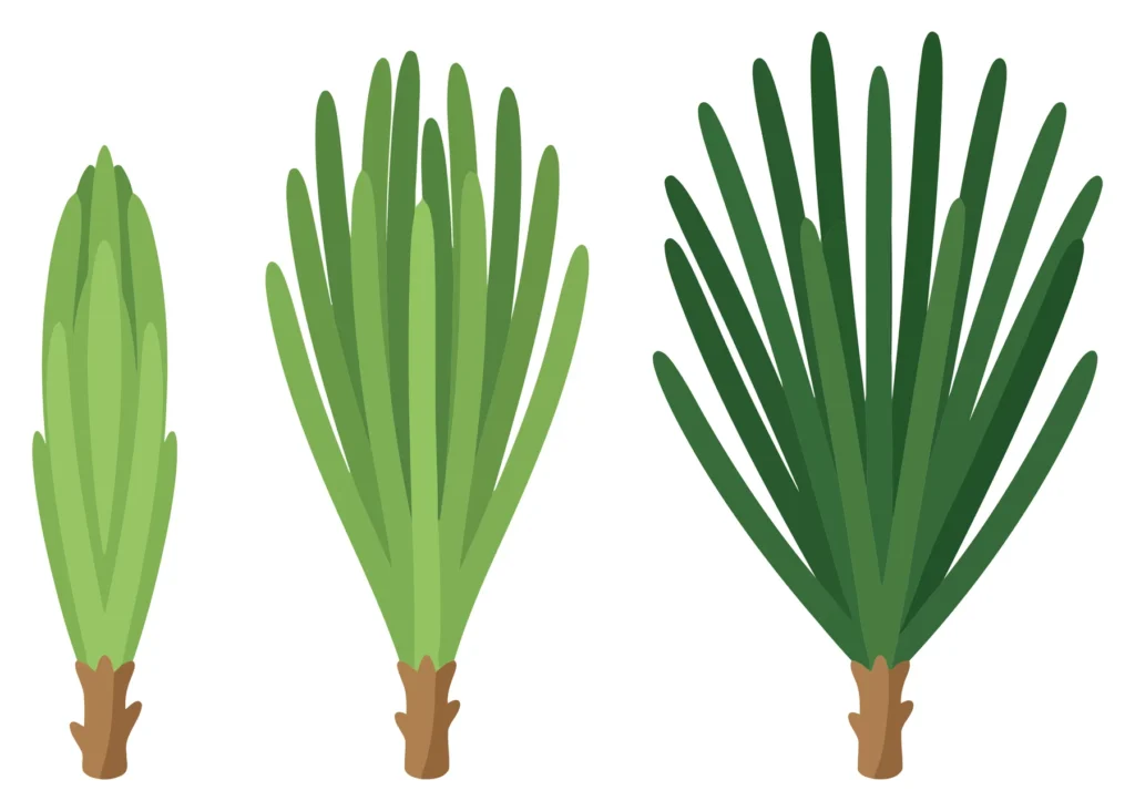 pine needles growth stages set isolated on white background