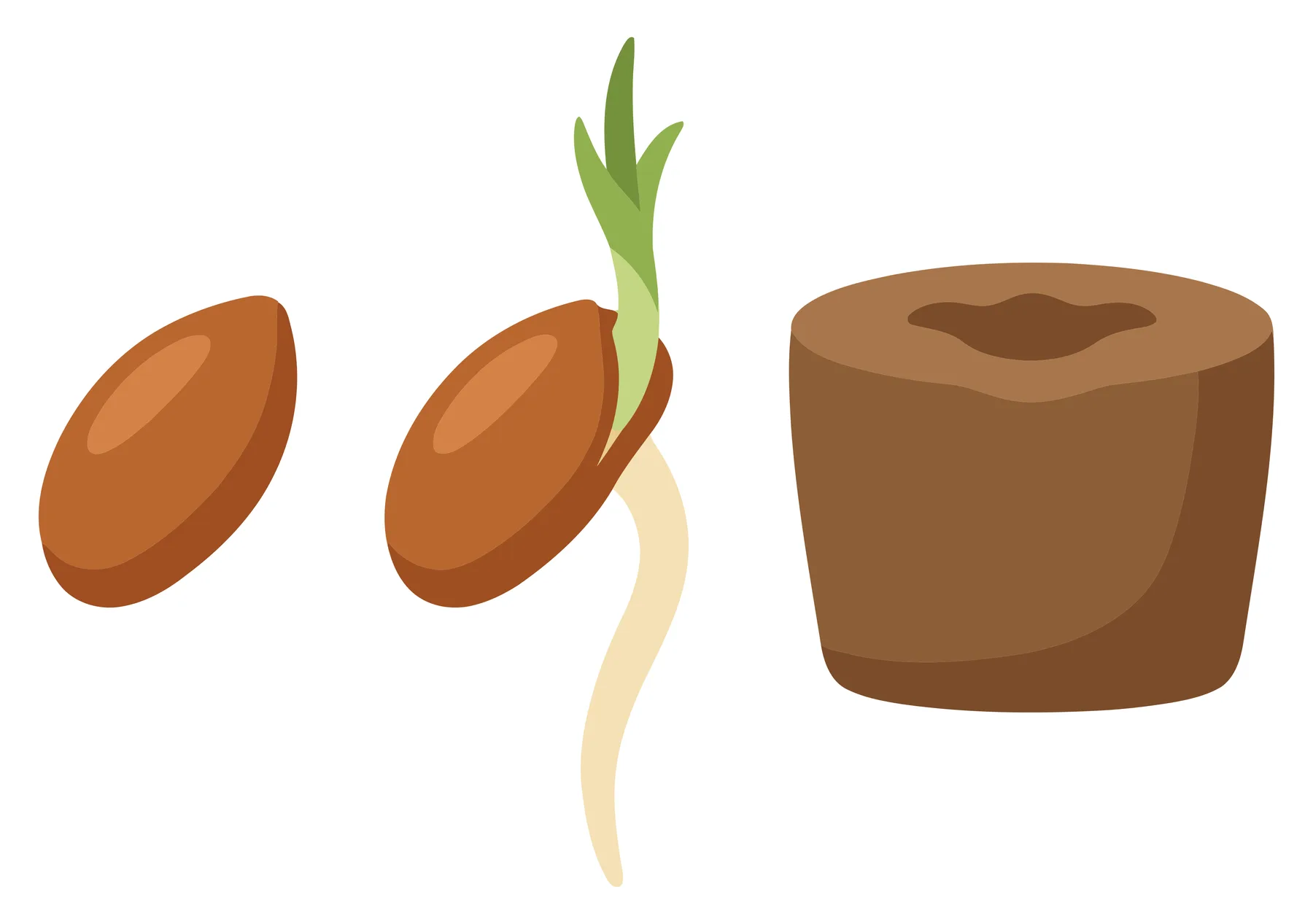 pine seed germination stages and potting soil