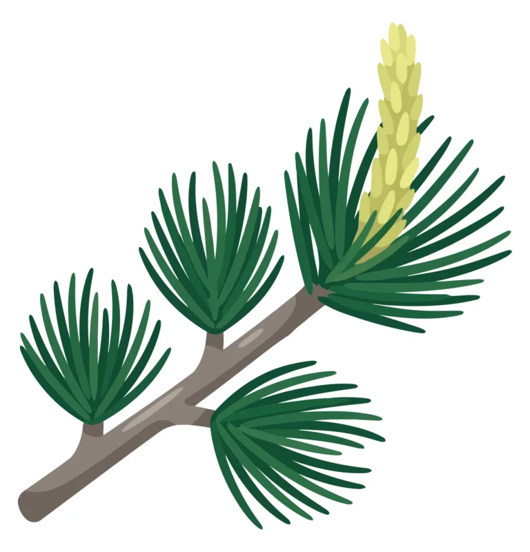 pine tree branch with needles and cone isolated on white background