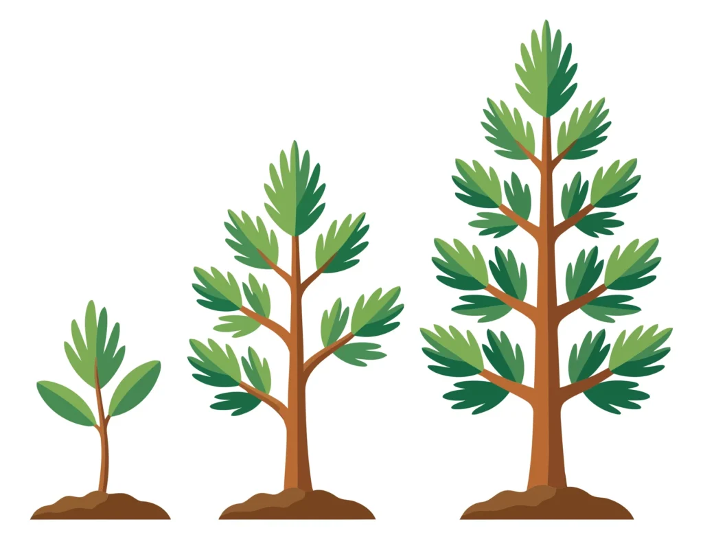 Pine Tree Growth Stages Set Isolated On White Background pine tree growth stages set isolated on white background