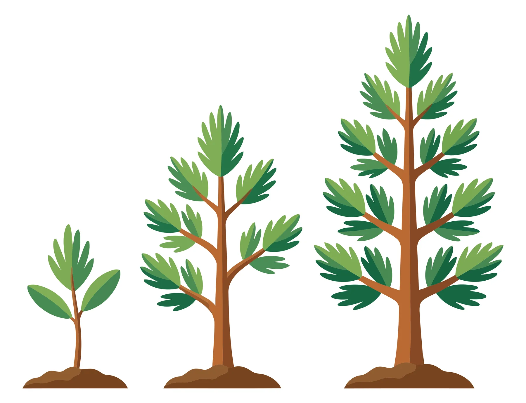 pine tree growth stages set isolated on white background