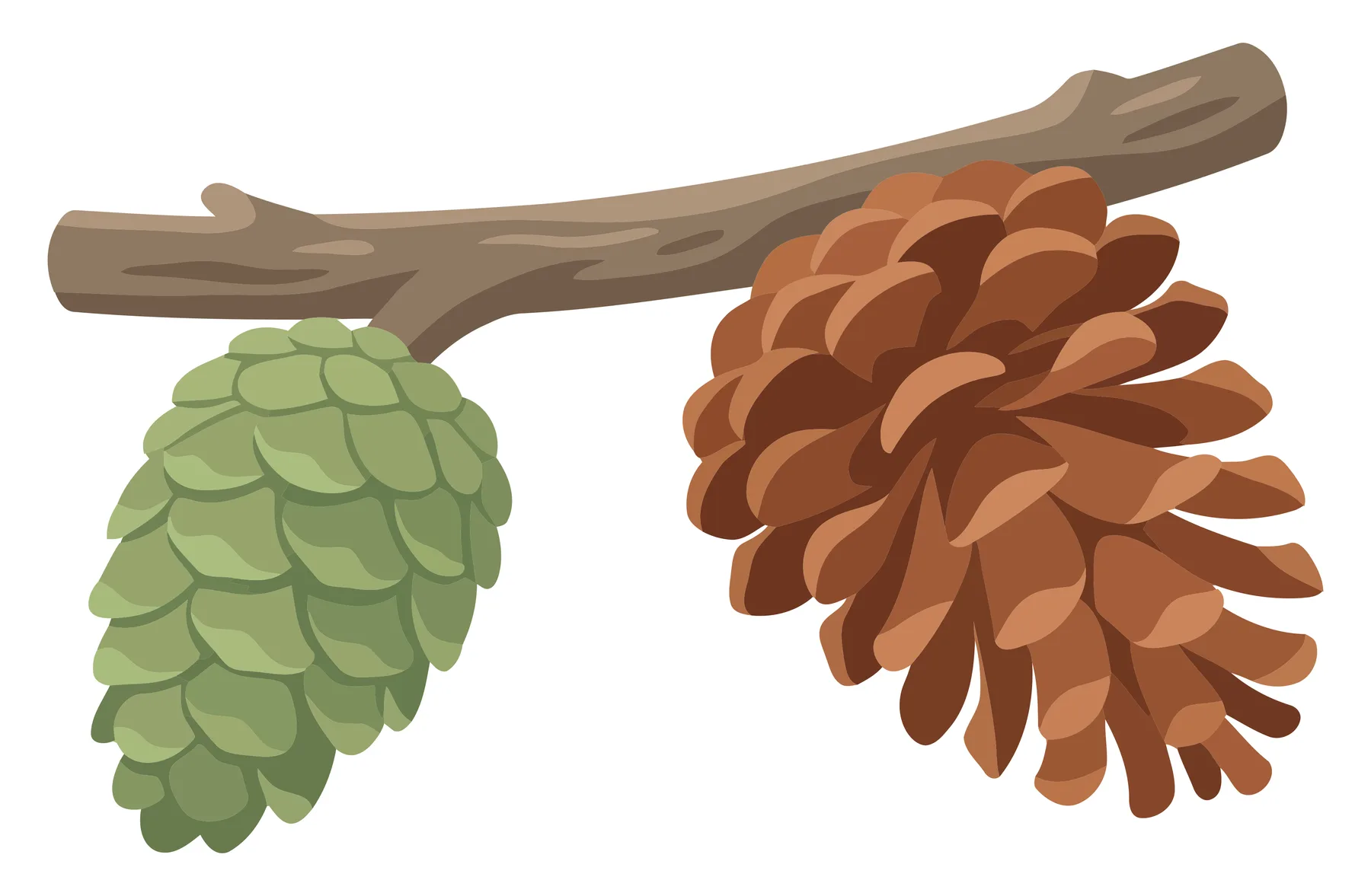 pinecones on a branch with one green and one brown cone isolated on white background