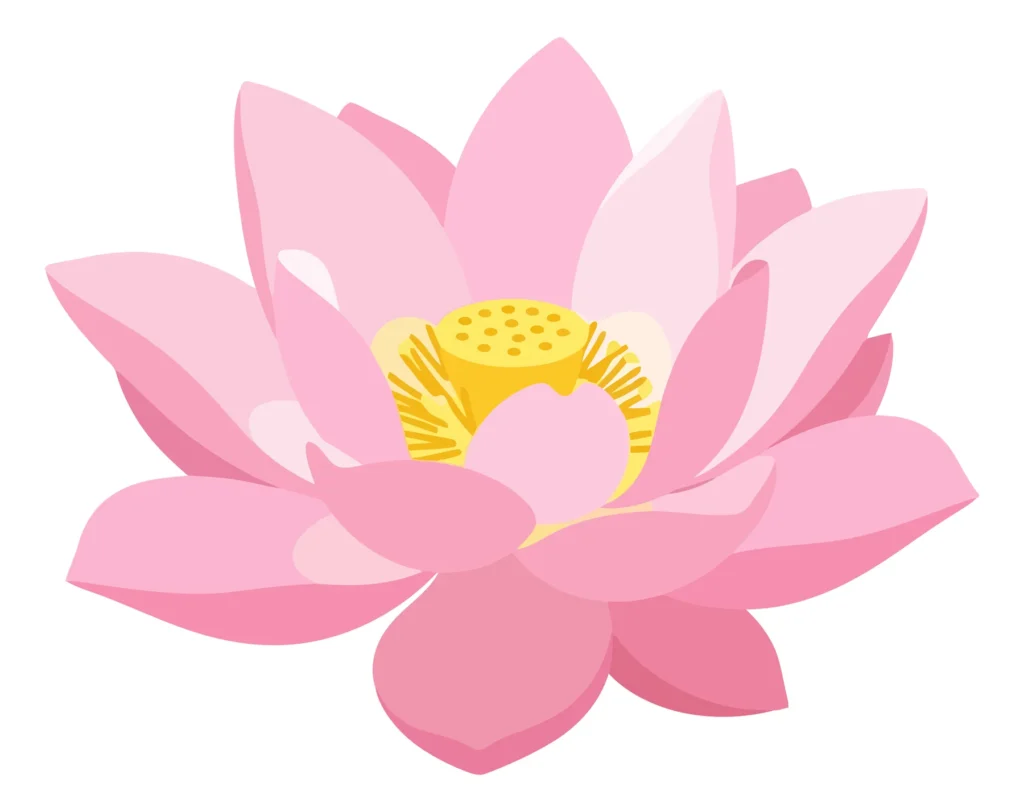 pink lotus flower