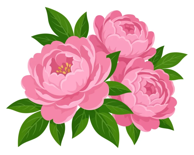 pink peony flowers