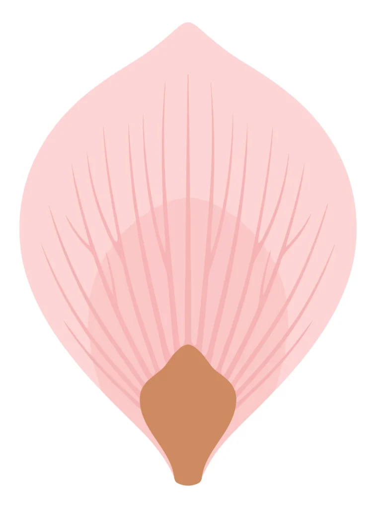 pink petal with seed