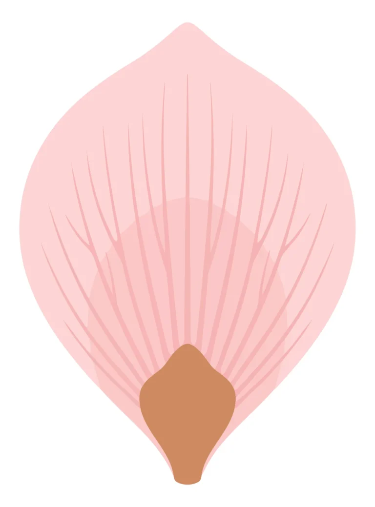 pink petal with seed