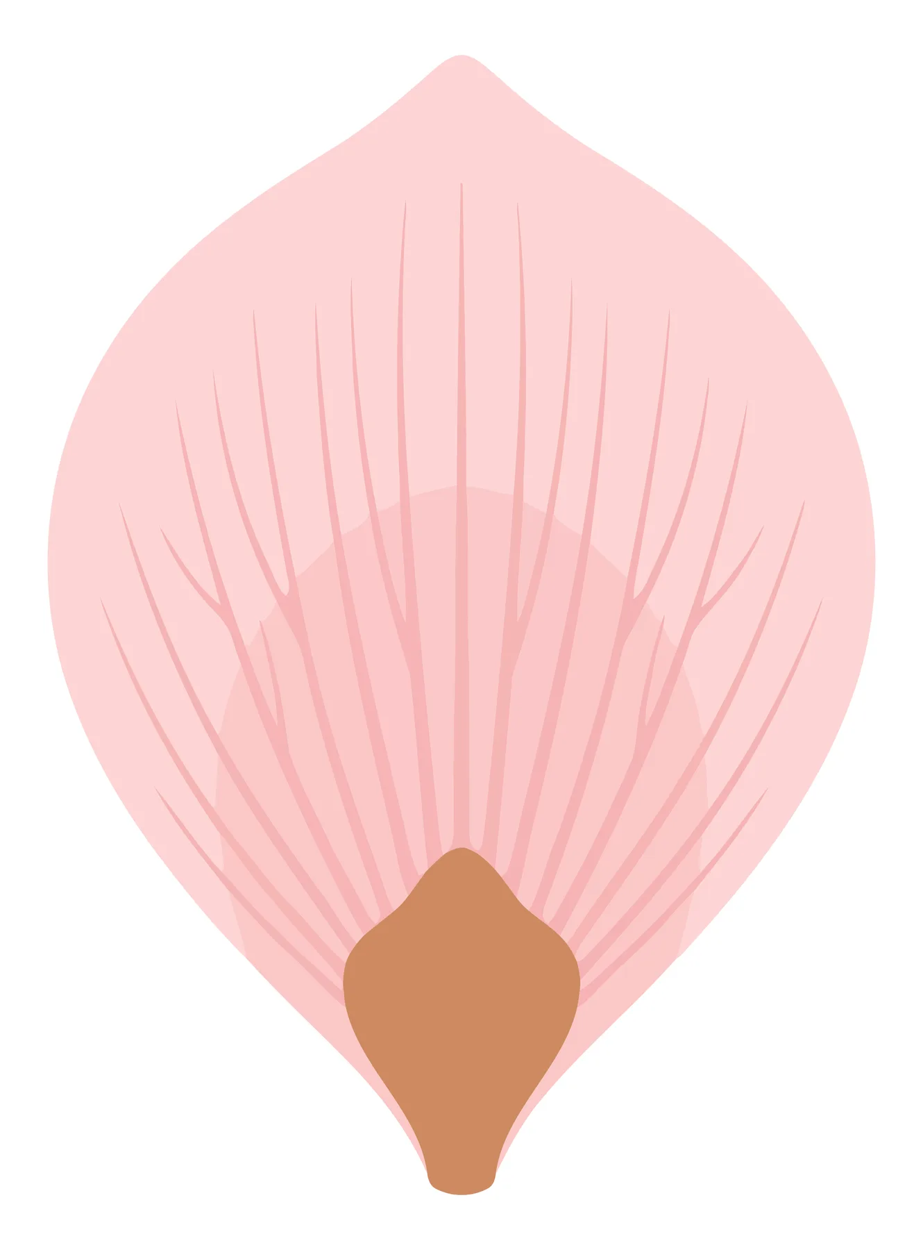 Pink Flower Petal with Seed Illustration