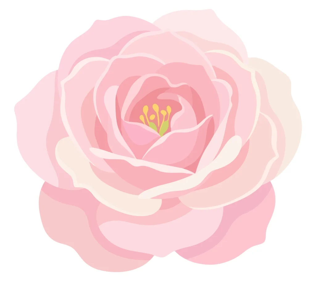 pink rose flower