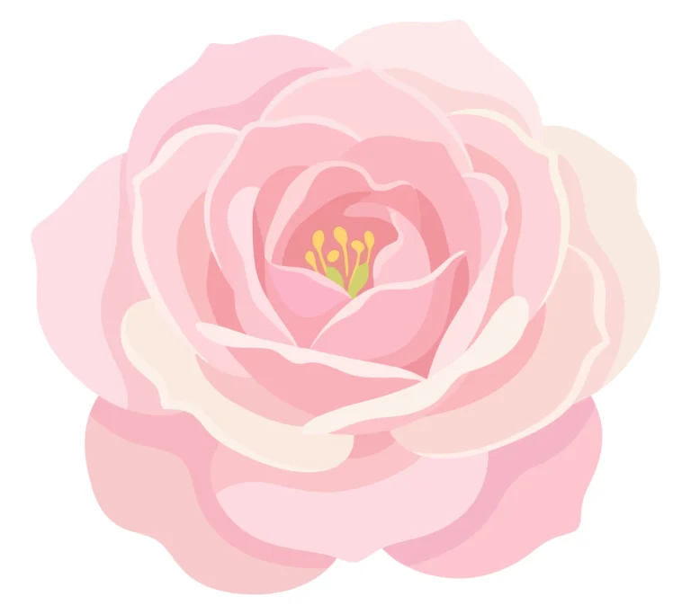 pink rose flower