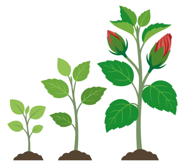plant growth stages from small seedling to mature flowering plant