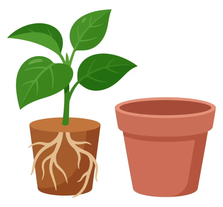 plant in soil with exposed roots and empty pot