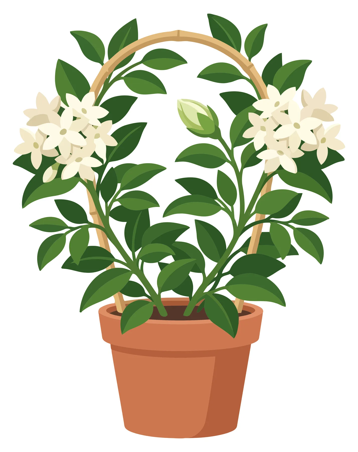 potted jasmine plant with white flowers on a trellis