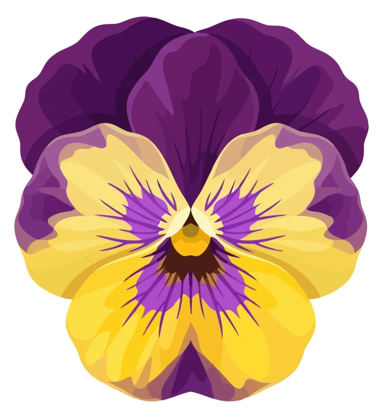 purple and yellow pansy flower illustration