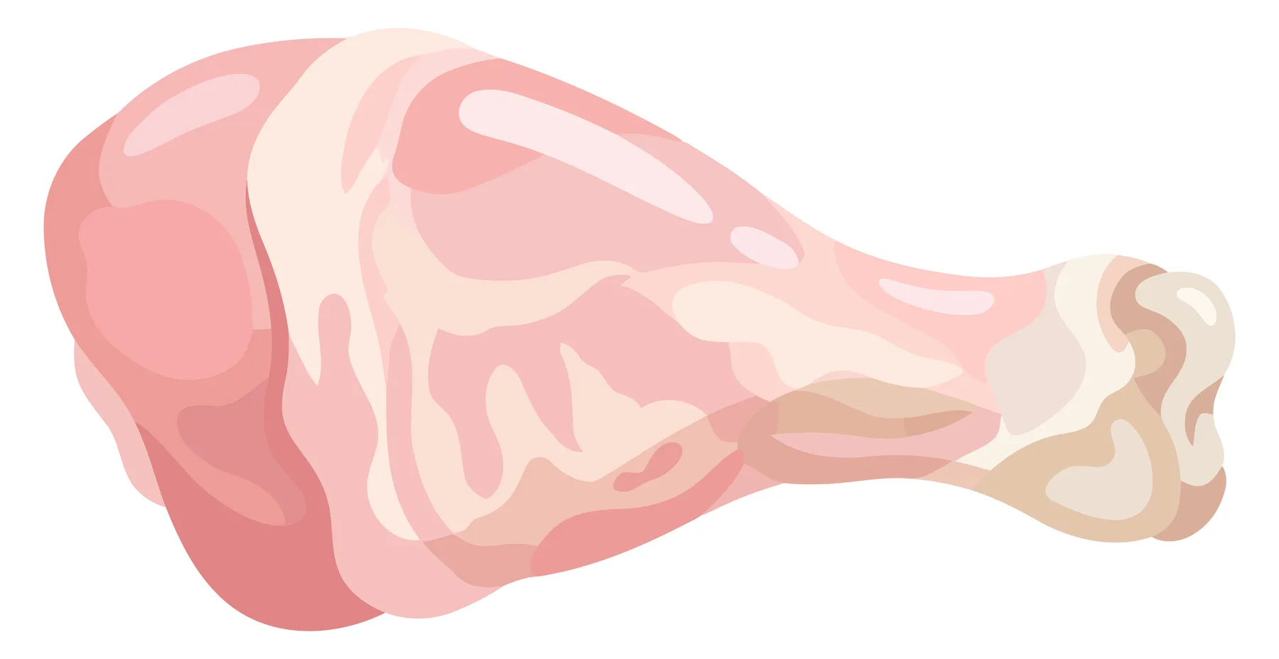 Illustration of a Raw Chicken Drumstick