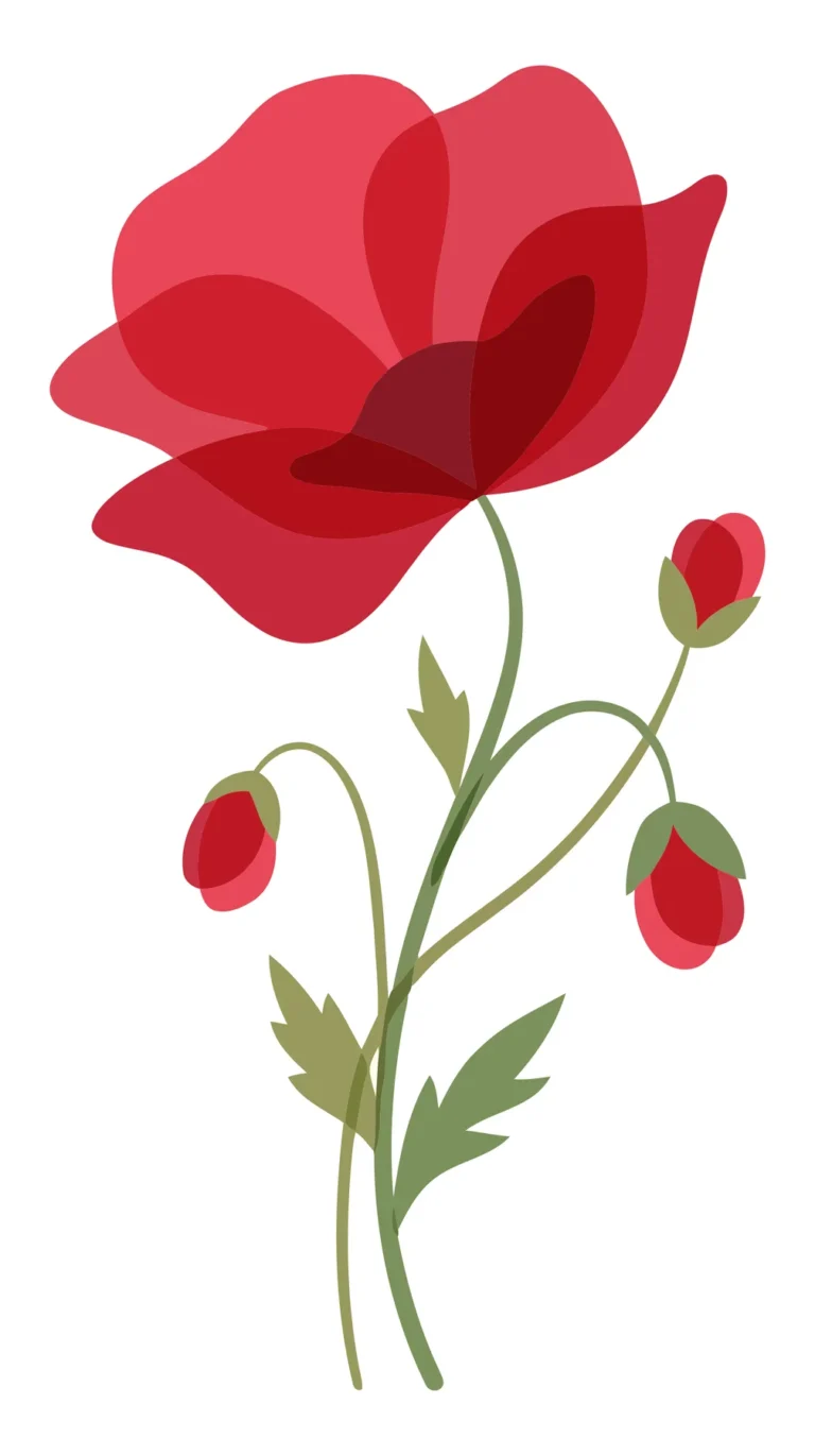 Red Poppy Flower with Buds and Green Leaves Illustration