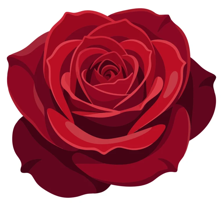 red rose flower illustration