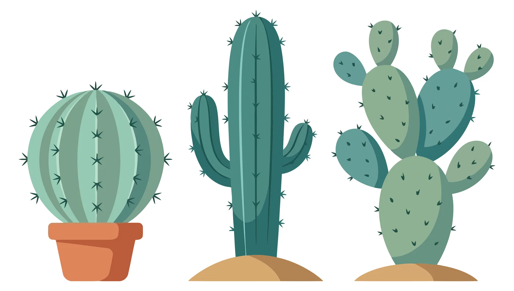 set of cute various cactus plants isolated on white background