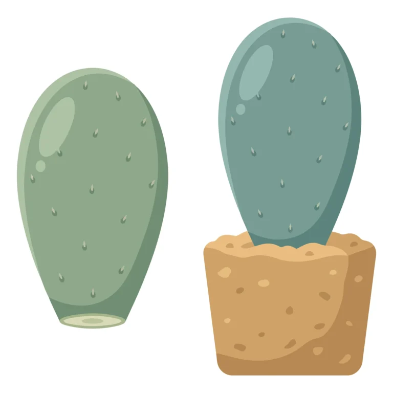 set of cute vector illustrations of a prickly pear cactus pad and a potted cactus with a thick stem
