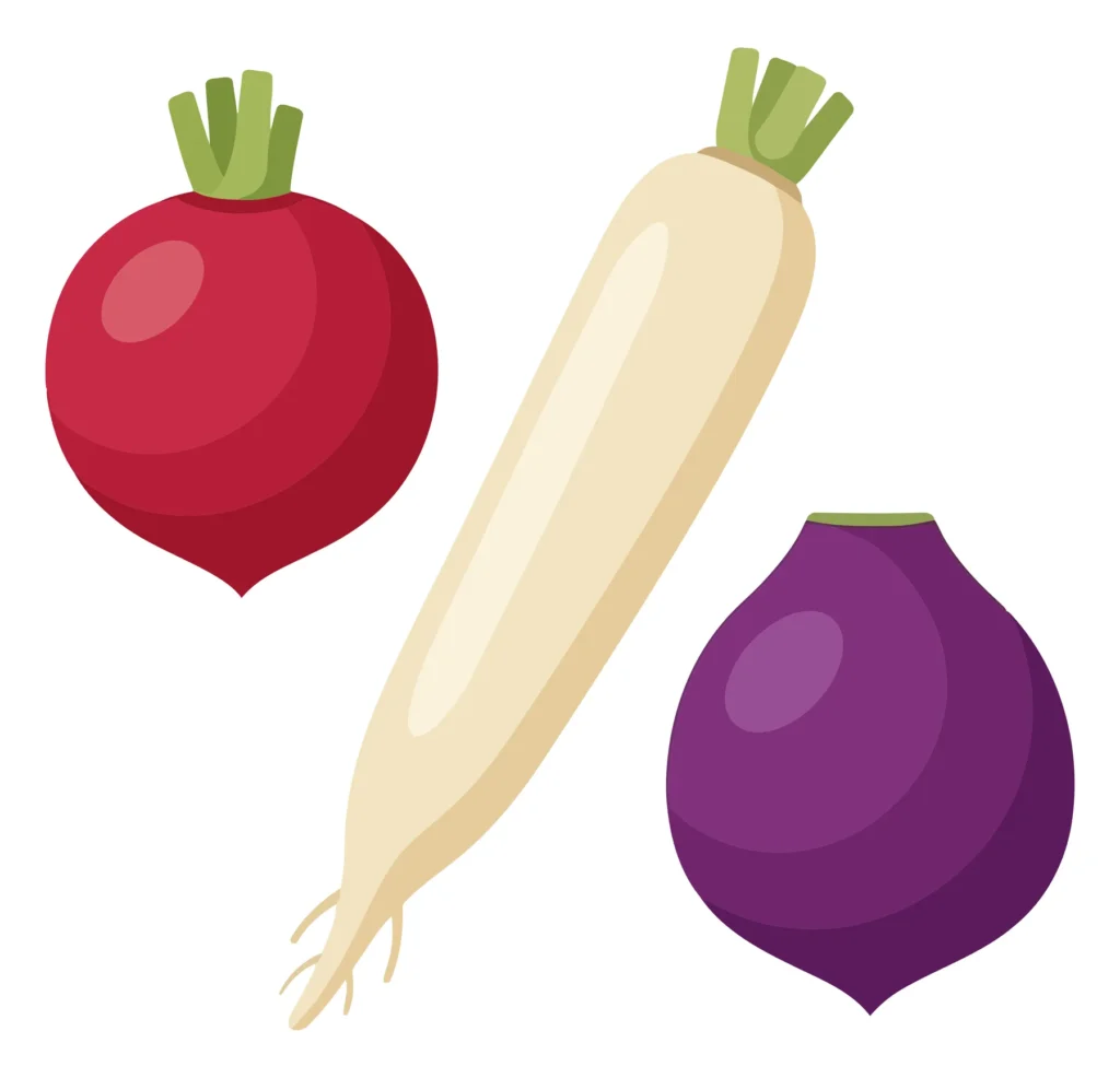 Set Of Fresh Raw Root Vegetables Including A Red Radish, A Long White Daikon Radish, And A Purple Turnip, Flat Vector Illustration set of fresh raw root vegetables including a red radish, a long white daikon radish, and a purple turnip, flat vector illustration
