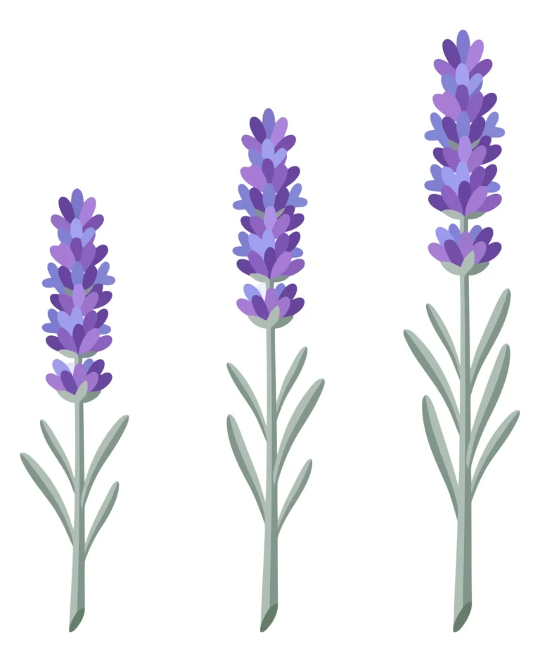 set of lavender flower stems in different heights vector illustration
