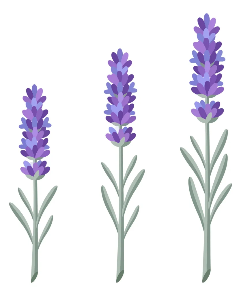 Set Of Lavender Flower Stems In Different Heights Vector Illustration set of lavender flower stems in different heights vector illustration
