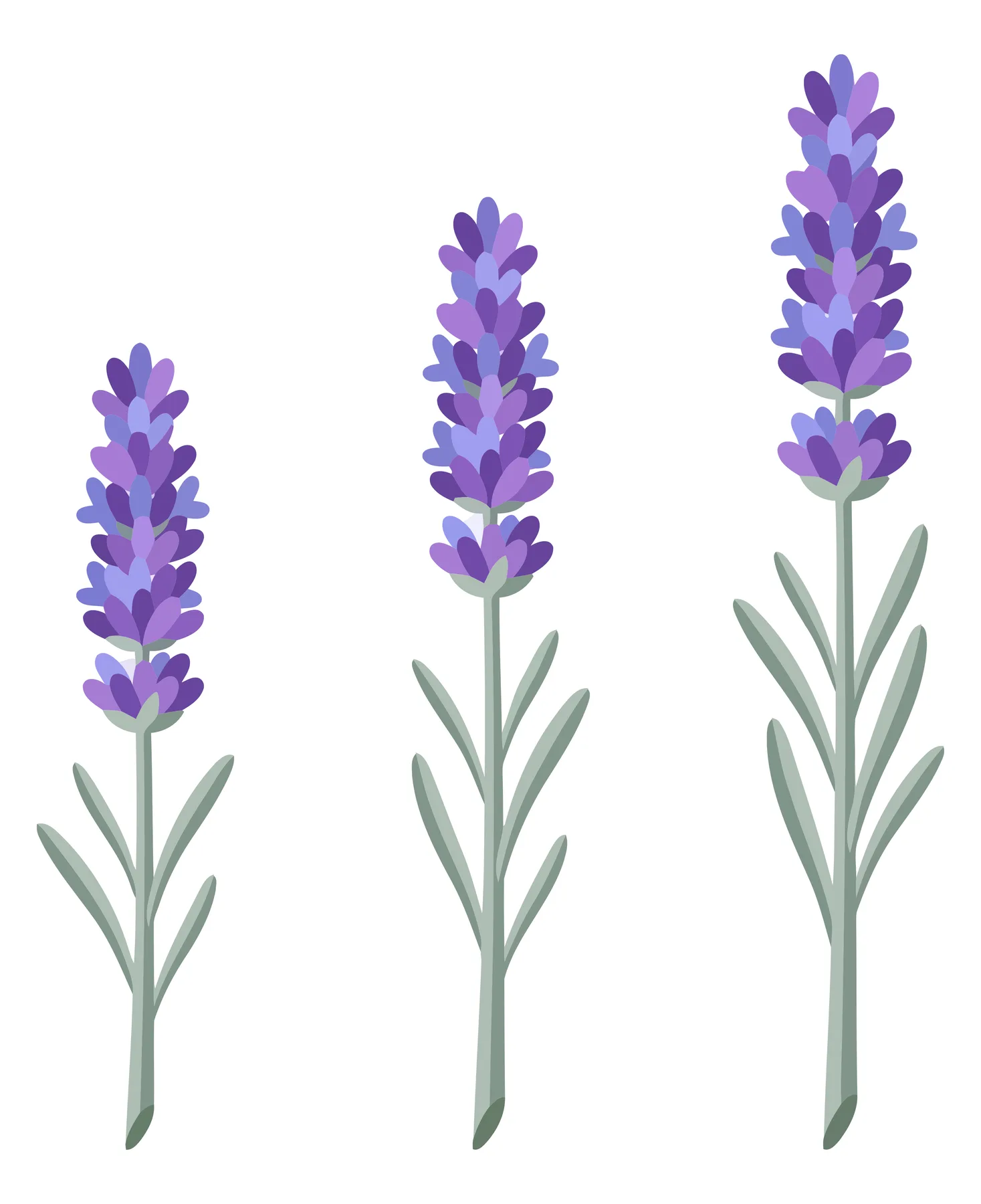 set of lavender flower stems in different heights vector illustration
