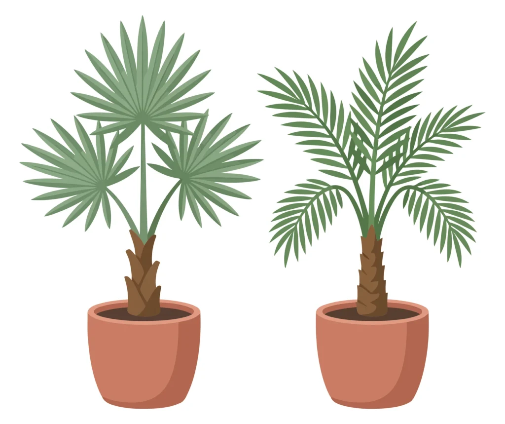 Set Of Potted Palm Trees Isolated On White Background set of potted palm trees isolated on white background