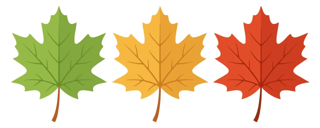 Set Of Three Autumn Maple Leaves In Green, Yellow, And Red Colors set of three autumn maple leaves in green, yellow, and red colors