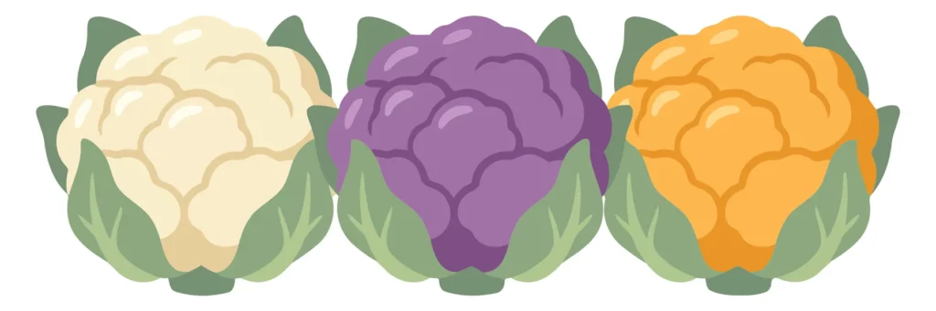 set of three colorful cauliflower heads in white, purple, and orange varieties with green leaves, vector illustration isolated on white back