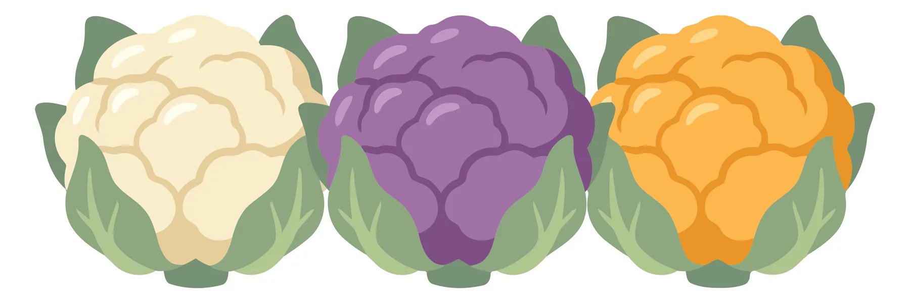 set of three colorful cauliflower heads in white, purple, and orange varieties with green leaves, vector illustration isolated on white back