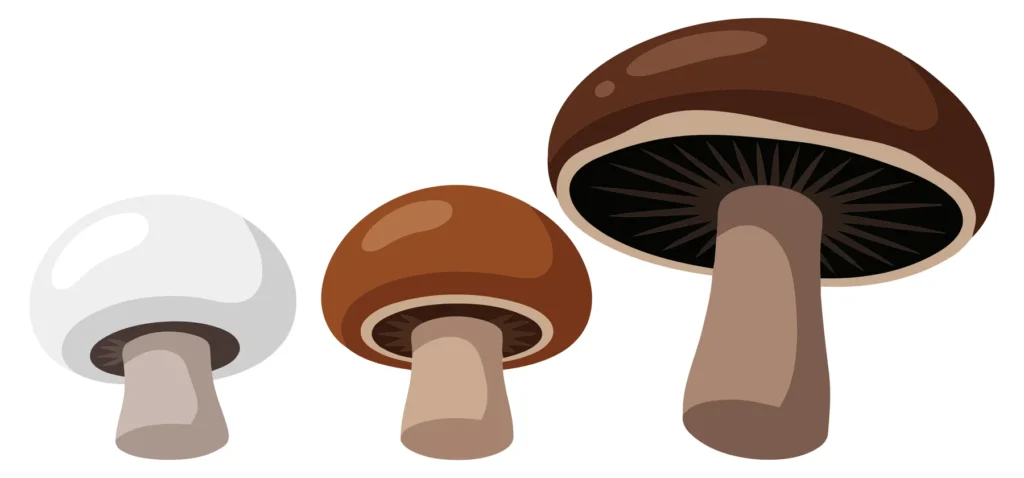 set of three different mushrooms isolated on white background