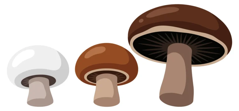 set of three different mushrooms isolated on white background