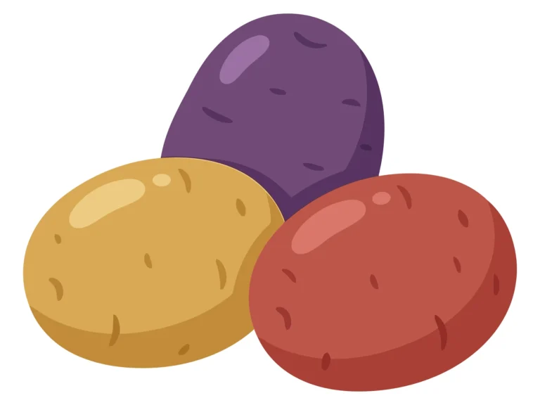 set of three different types of potatoes including yellow, red and purple varieties isolated on white background