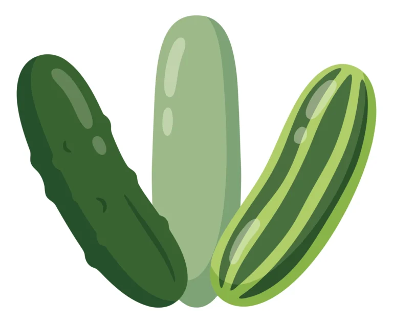 set of three fresh green cucumbers with different textures and shades of green, cartoon style vector illustration isolated on white backgrou