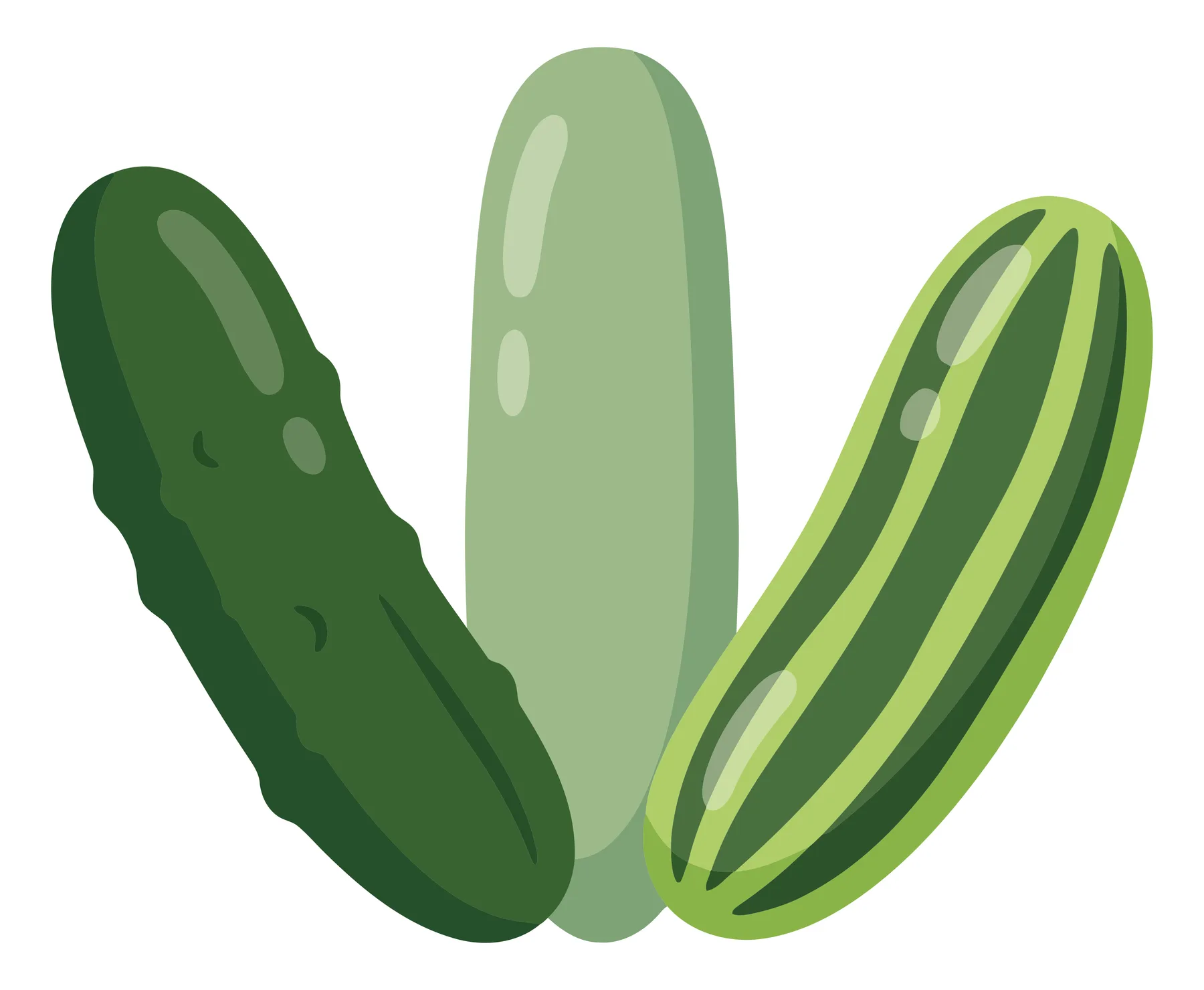 set of three fresh green cucumbers with different textures and shades of green, cartoon style vector illustration isolated on white backgrou