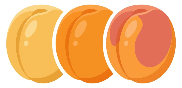 set of three fresh peaches in different ripening stages, vector illustration of whole fruits with smooth skin isolated on white background