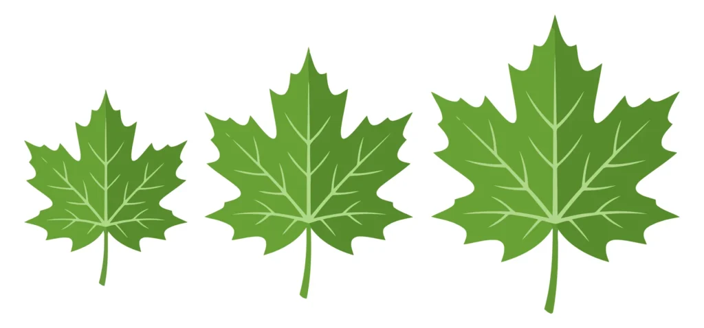 set of three green maple leaves in ascending order of size with detailed veins