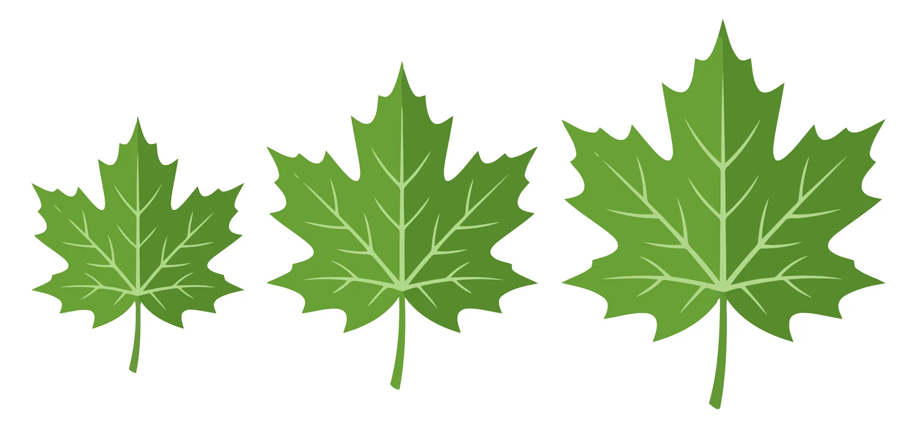 set of three green maple leaves in ascending order of size with detailed veins