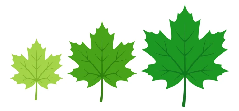 set of three green maple leaves in different sizes showing growth stages