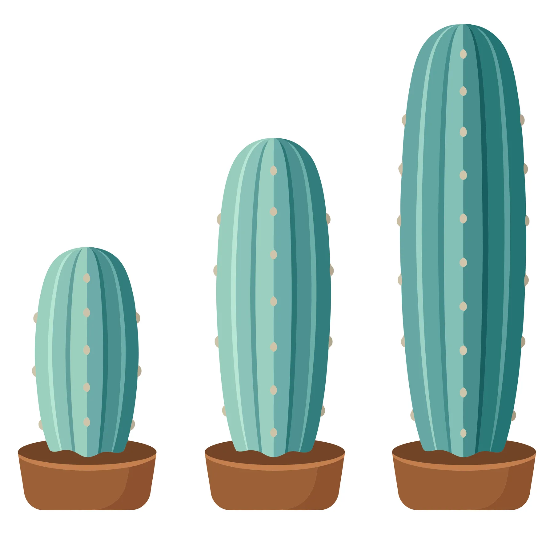 set of three growing cacti in pots isolated on white background