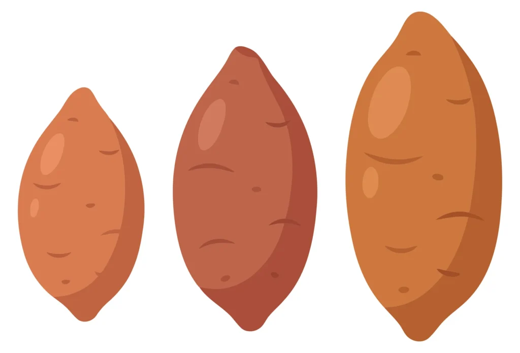 set of three raw sweet potatoes of different sizes isolated on white background