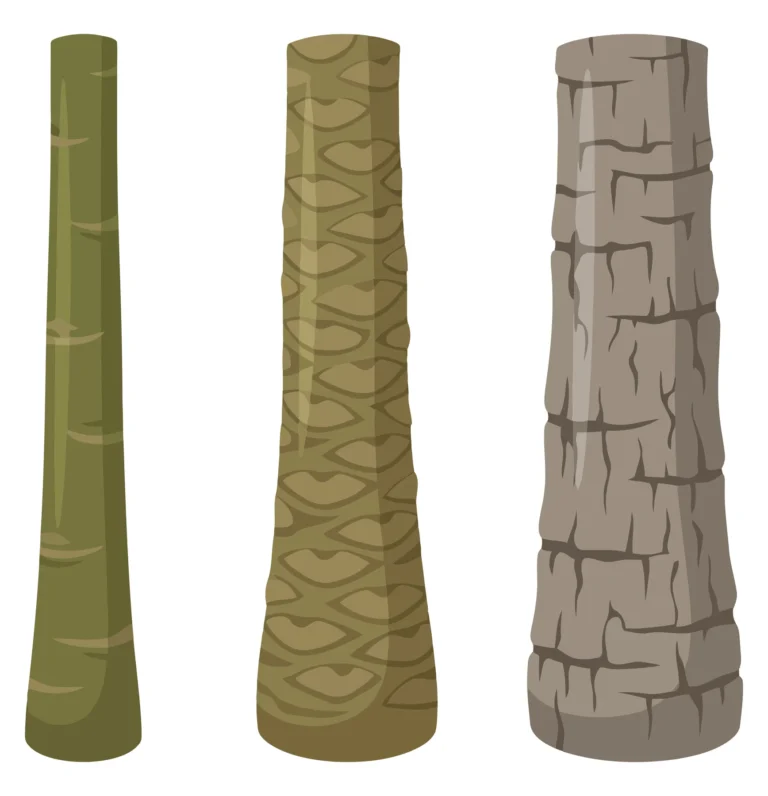 set of tree trunks with different bark textures isolated on white background