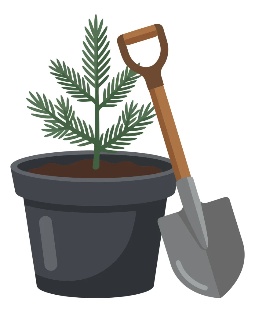 small evergreen tree sapling planted in a black plastic pot with a garden shovel leaning against it, gardening and plant care concept illust