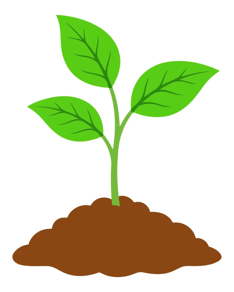Young Green Plant Sprout Growing in Soil