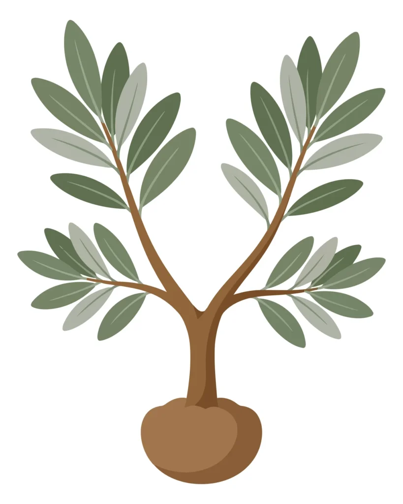 small olive tree sapling with green leaves isolated on white background