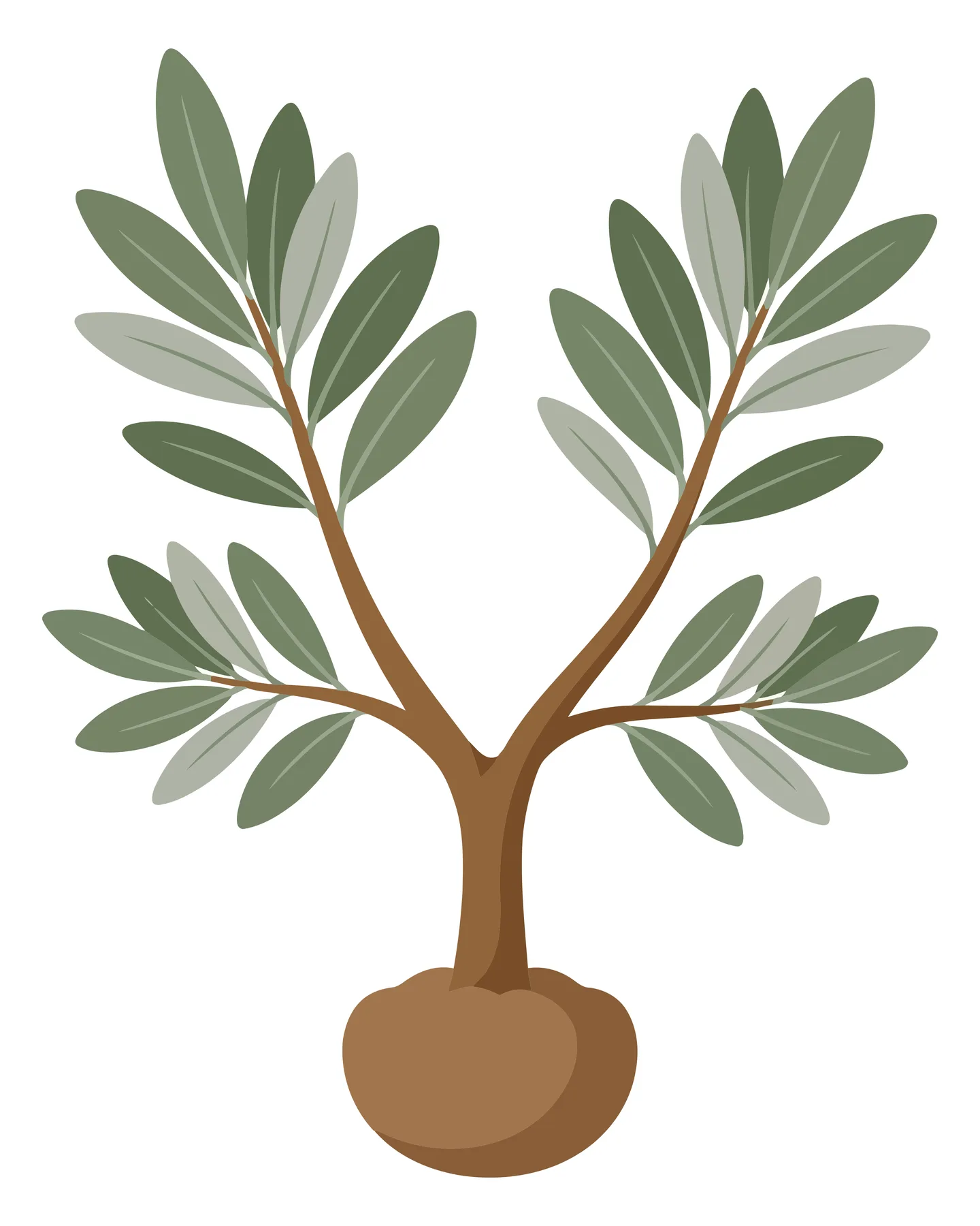 small olive tree sapling with green leaves isolated on white background
